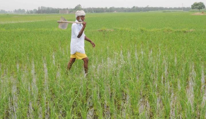 Stubble burning down, but rain raises new challenges for Punjab farmers