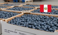 El 'oro azul' peruano llegará por primera vez a estos países de Asia: es el producto estrella de las exportaciones