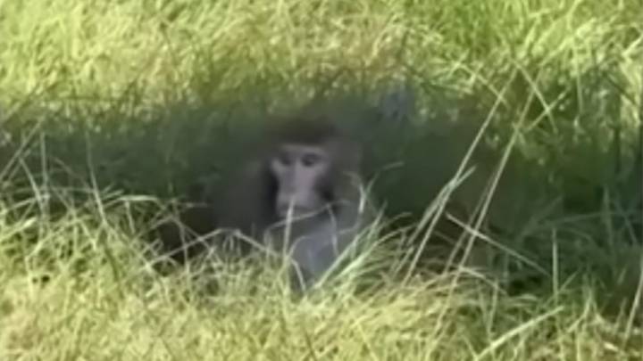 3 monkeys still on the loose after truck overturns on Mississippi highway