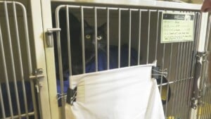 Animal Allies highlighting pet safety during Halloween festivities