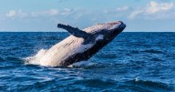 Whales delight in NSW Far South Coast: a Humpback success story