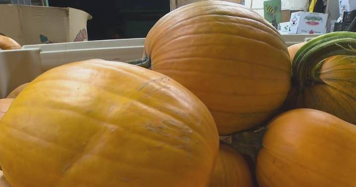 Pittsburgh-area farm has worst season ever for pumpkins, owner says