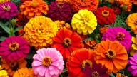 Las tres plantas ideales para sembrar en noviembre y llenar de color tu jardín en verano