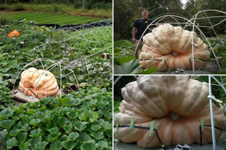 Man shares how he competitively grows giant pumpkins
