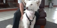 Leigh’s Lost and Found Digital Extra: Abused dog in Shannon County getting a second chance
