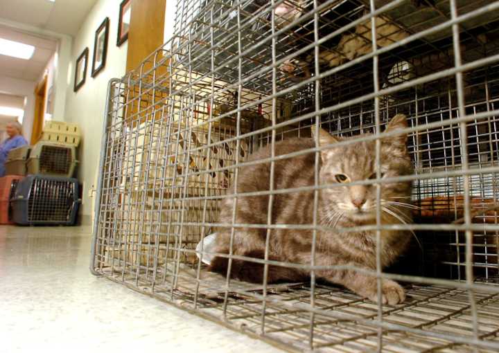 It’s the only low-cost spay/neuter clinic in Northampton County. And it’s open in the Slate Belt.