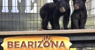 Bearizona names new cubs after Ozzy Osbourne, Hulk Hogan