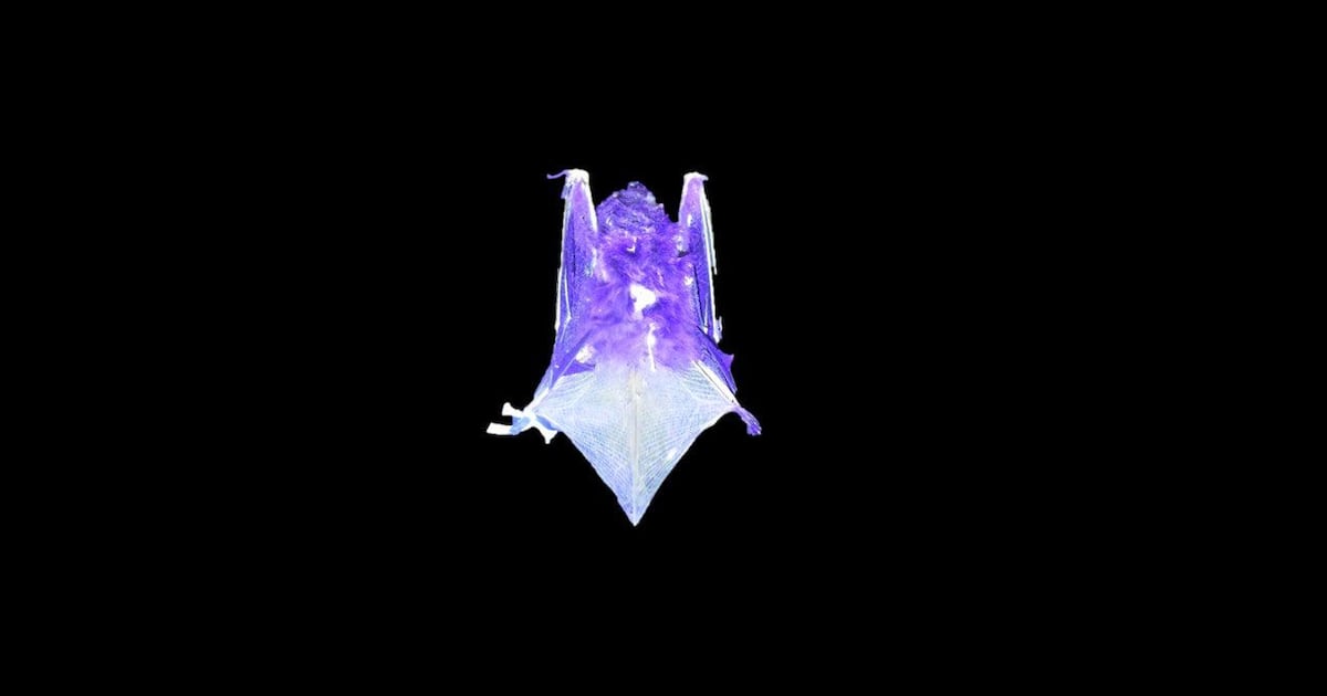Six species of North American bats glow under UV light
