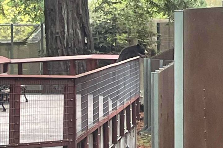 Wild Black Bear Climbs into California Zoo and Interacts with Zoo's Captive Bears