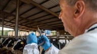 La zona cero del brote de dermatosis nodular que afecta al ganado catalán