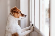 Las 10 historias de animales que más impactaron en 2022