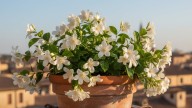 Ni al sol ni a la sombra: el lugar ideal para colocar la planta de jazmín y llenar de rico aroma la casa