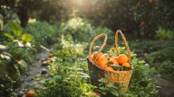 The Centuries-Old Planting Technique That Can Boost Your Fruit Tree's Health & Harvest