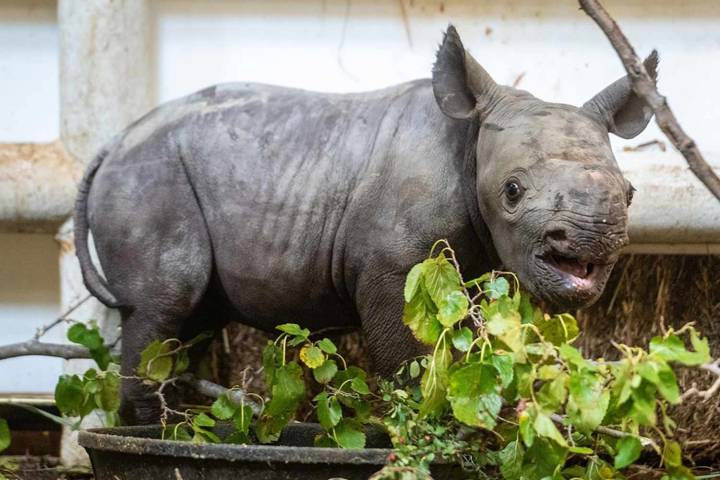 Critically Endangered Eastern Black Rhino Born at Cleveland Zoo: Photos