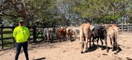 Recuperan semovientes que habían sido hurtados de una finca durante la madrugada