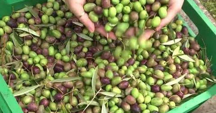 Advierten sobre subidas de precio si se retira aceite de oliva del mercado
