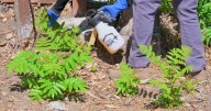 Invasive trees with unpleasant odor spread in Eaton Fire burn zone