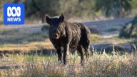 Cessnock Rifle Club captain charged with manslaughter after pig hunting incident