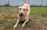 Providence Amtrak police mourn passing of K9 Dutch