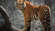 12-year-old tiger found poisoned in Karnataka