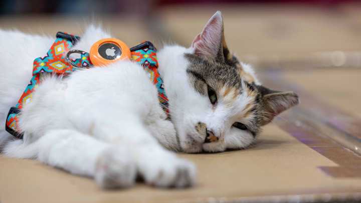 Francine the cat is found, returned home to Richmond Lowe's