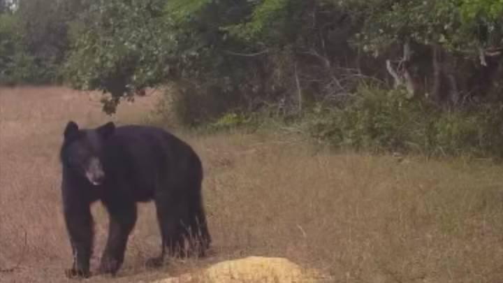 Outdoor Life With Tess: Black bear caught on camera near Bixby