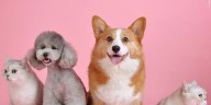 Local animal shelters coming together for adoption event in West Monroe on Oct. 18