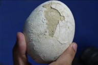Descubren un huevo de dinosaurio carnívoro en perfecto estado en Río Negro