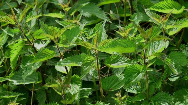 No la arranques de tu jardín: la planta que todos creen inútil y es un súper alimento