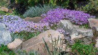Tips For Cutting Back And Getting Rid Of Creeping Phlox In The Fall
