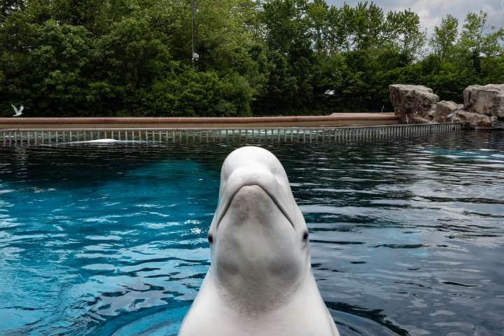 Marineland’s belugas face euthanasia threat as Ottawa, Ontario point fingers