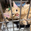 Missing Furkids cat found after van totaled in I-85 wreck that killed eight people