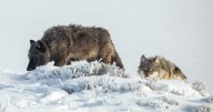 Montana lawmakers sue over wolf hunting regulations