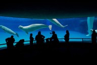 Marineland Amusement Park Warns It Will Euthanize 30 Whales Unless It Gets Funding
