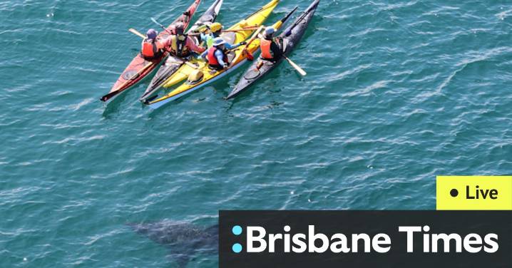WA news as it happened: Great white shark circles kayakers at Hillarys; Perth man sentenced over rape of 16-year-old girl; ambulance ramping worsens; Waterbirds rescued after being ‘deliberately hooke