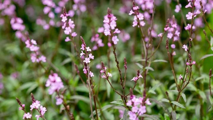 Las flores que soportan el sol de noviembre y duran hasta el otoño