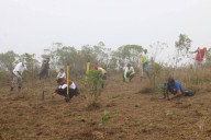 Plantan más de 47 mil árboles en jornada nacional de reforestación