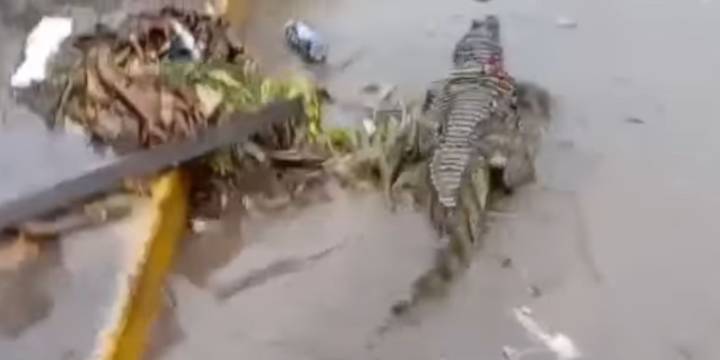 Un lagarto apareció en una avenida inundada de Pucallpa