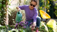 The Fast-Growing Herb With Purple Flowers That Makes A Perfect Ground Cover