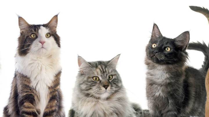 Cuál es la verdadera edad de tu gato: la fórmula que usan los veterinarios para calcularla