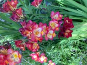 Why it’s time to talk about planting corms in your garden