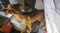 Rescatan a dos perros en estado de desnutrición en Zitácuaro