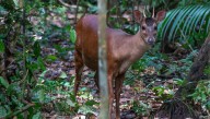 Red Brocket Deer Can Master Human Commands Like "Come", "Snout", And "Belly"
