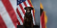 Twin Falls K-9 retires after eight years with Idaho State Police