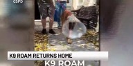 WATCH: CSPD K9 Roam discharged from vet hospital on Saturday after stabbing, police say