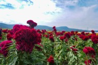 Festival de las Flores de Copándaro cumple 60 años
