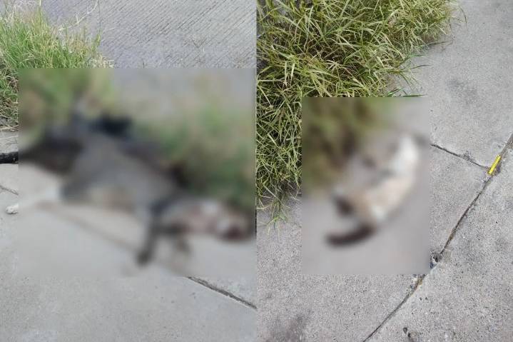 Alertan activistas por matanza de gatos y perros en Chihuahua capital