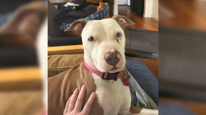 Michigan Owner Drops Off Dog For Boarding Then Vanishes Without A Word, Leaving Her Confused