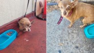 California Woman Finds A Neglected Senior Dog And Helps Her Discover Happiness Again