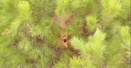 Localizan en Alhaurín de la Torre el primer nido de avispas asiáticas, una especie invasora y perjudicial para los apicultores